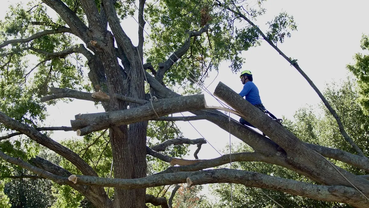 Professional Crown Thinning performed by certified arborists in Cheyney